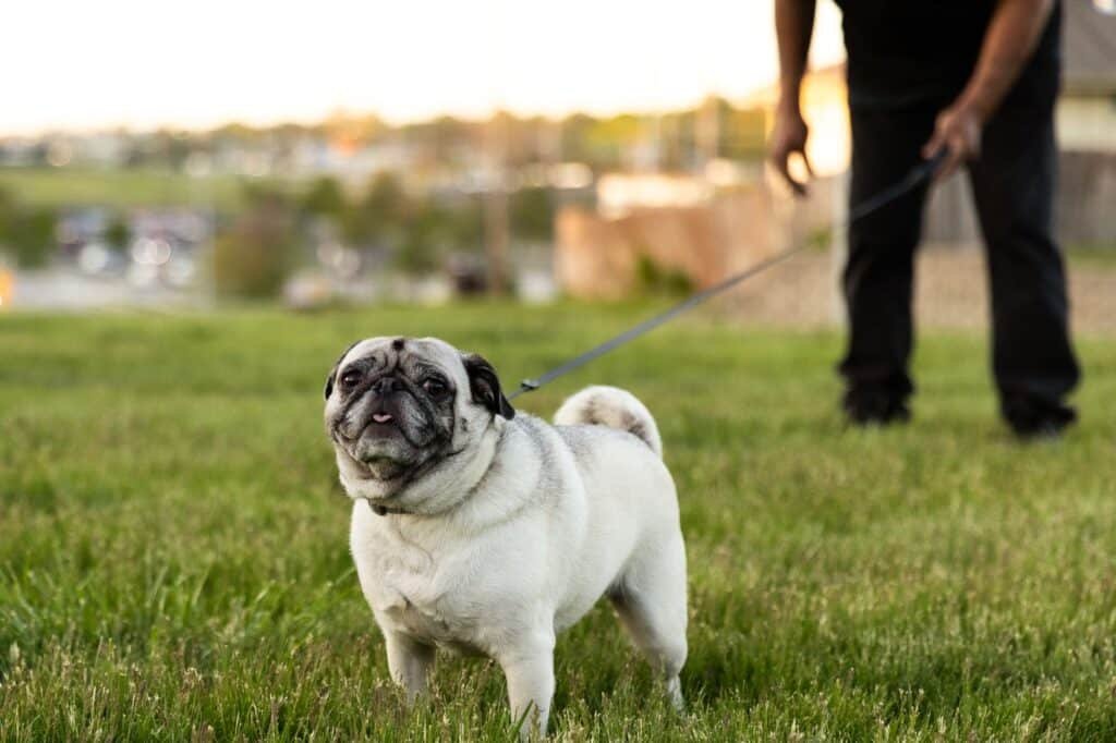 Custodia de mascotas en divorcio: qué dice la ley desde 2021